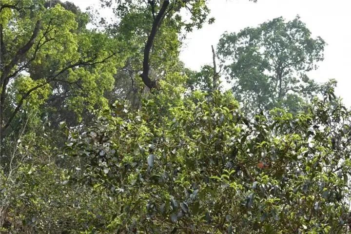 2023年大雪山古樹春茶多少錢一公斤？