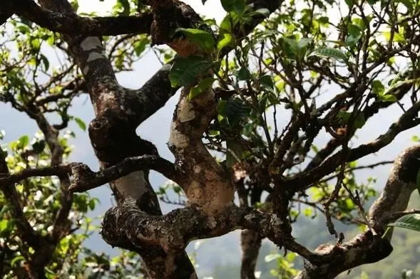 2023年忙肺古樹春茶價(jià)格是多少？