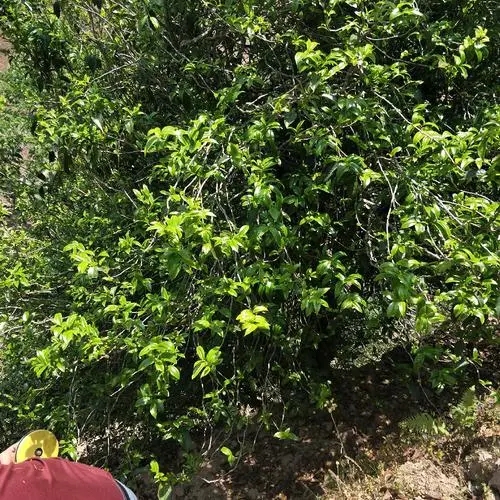 2023年那罕古樹春茶品質(zhì)如何？