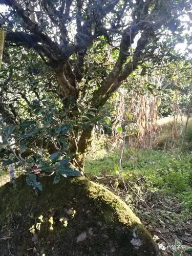 2023年那罕古樹春茶口感怎么樣？