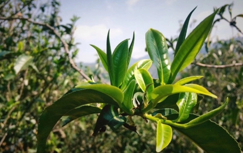 2023年小戶賽古樹春茶品質(zhì)怎么樣？