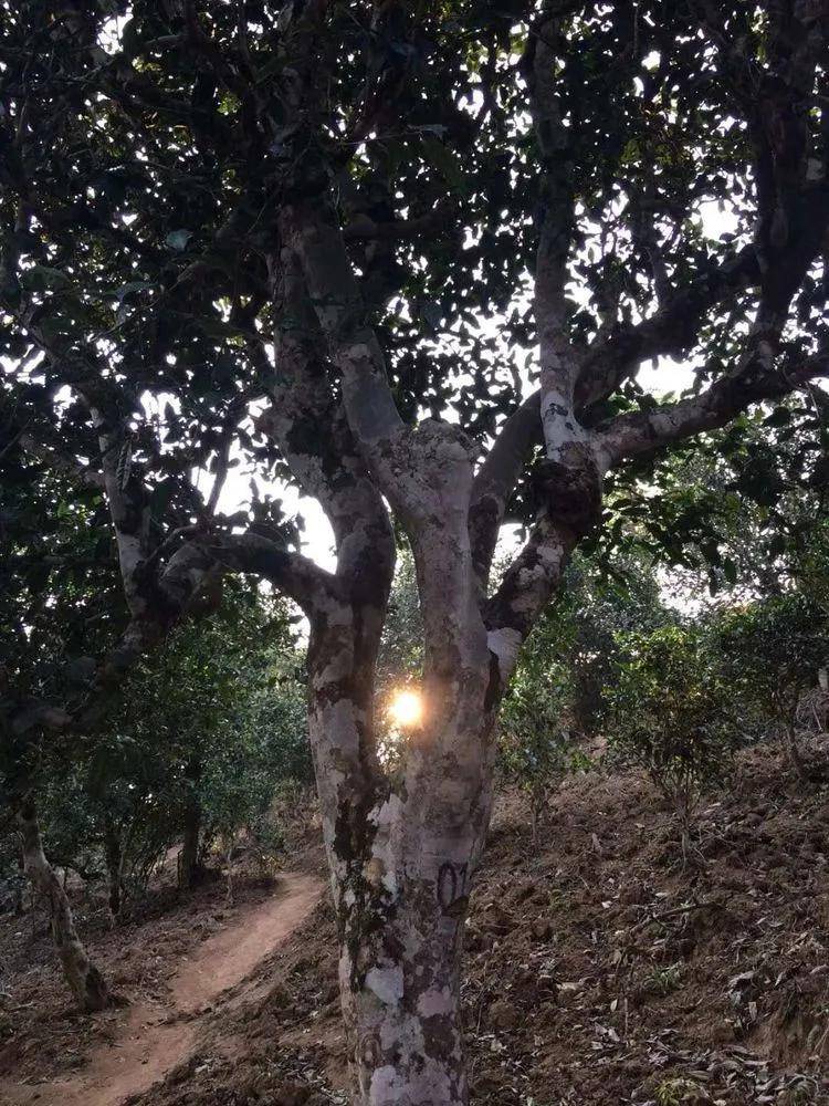 2023年小戶賽古樹春茶口感如何？