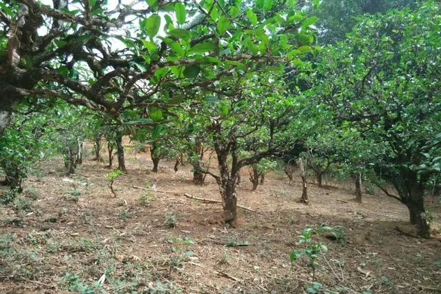 2023年小戶賽古樹春茶多少一公斤？