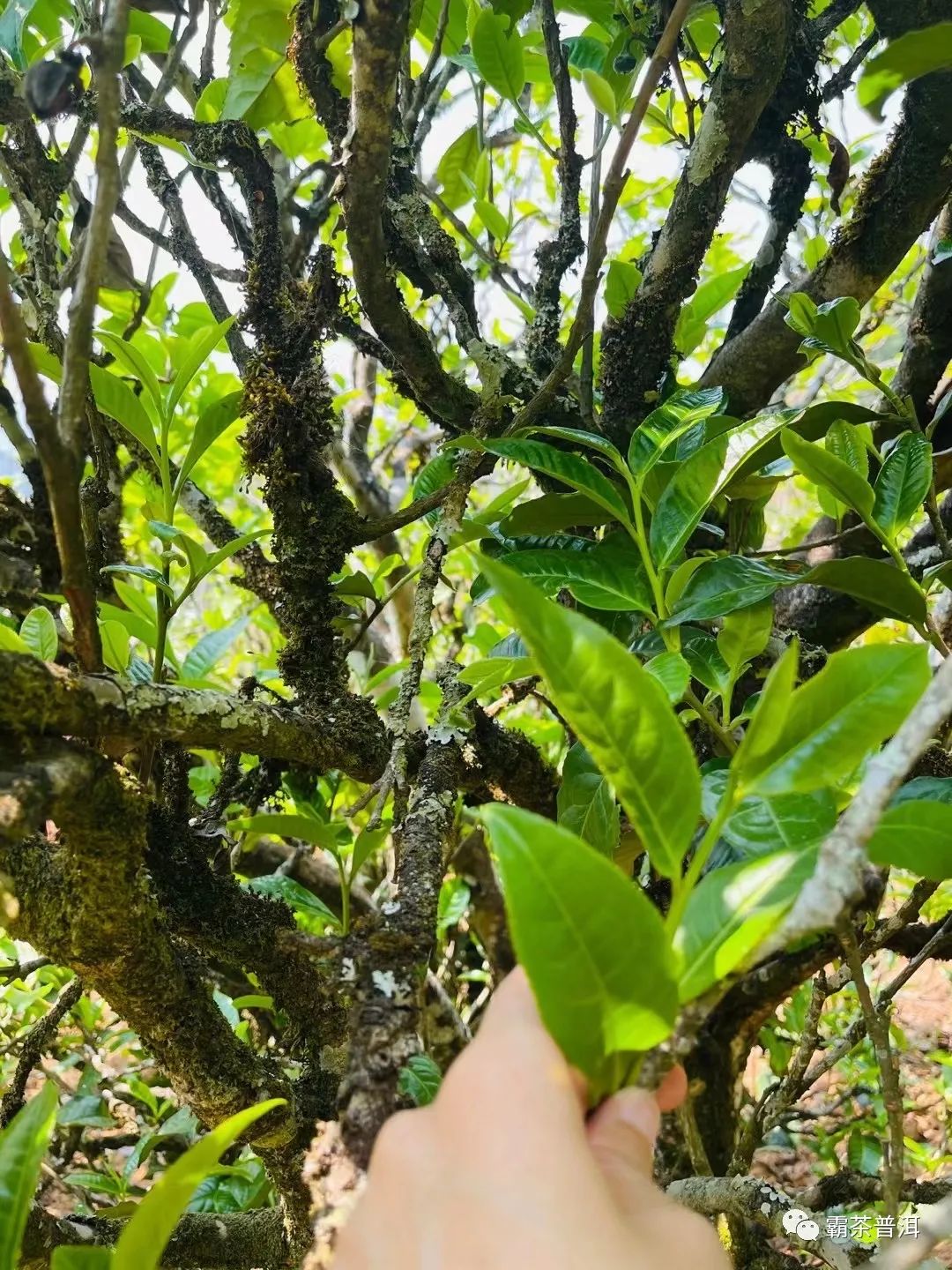 2023年正氣塘古樹春茶品質(zhì)如何？