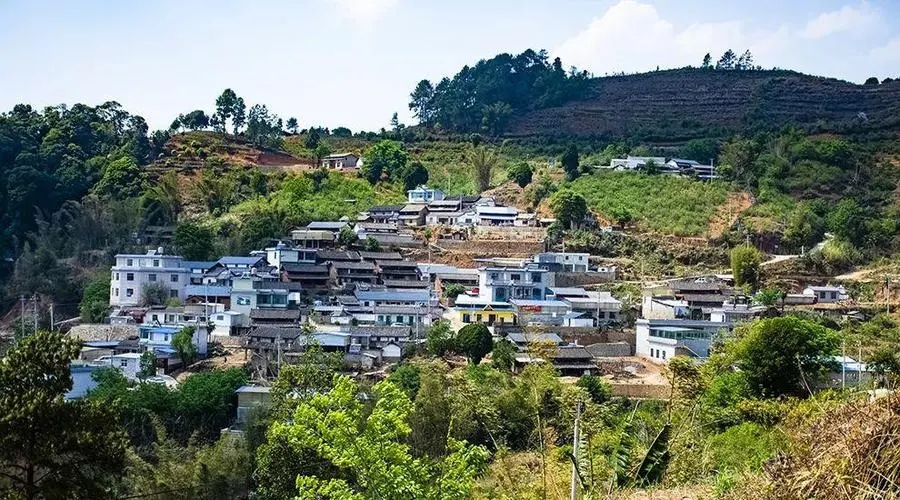 2023年正氣塘古樹春茶口感如何？