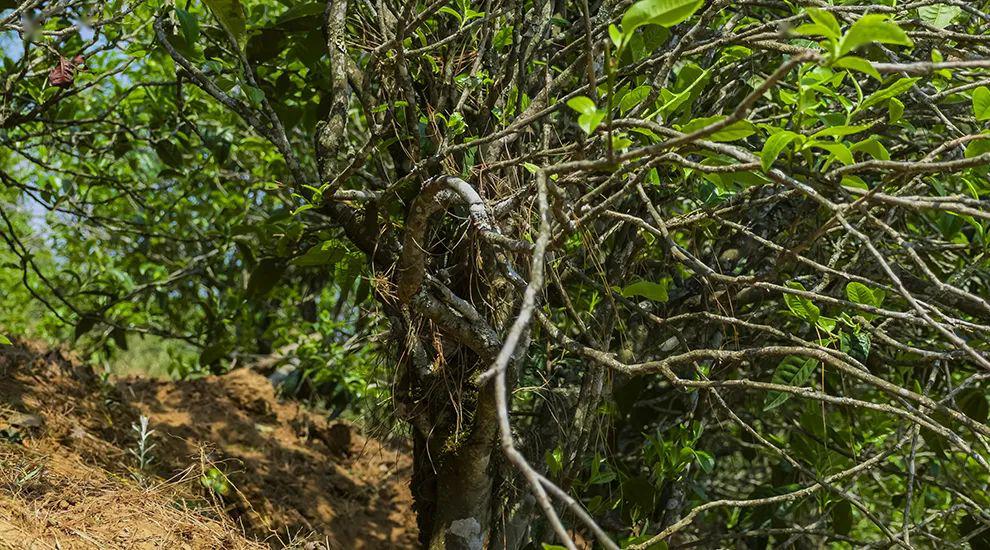 2023年正氣塘古樹春茶特點(diǎn)是什么？