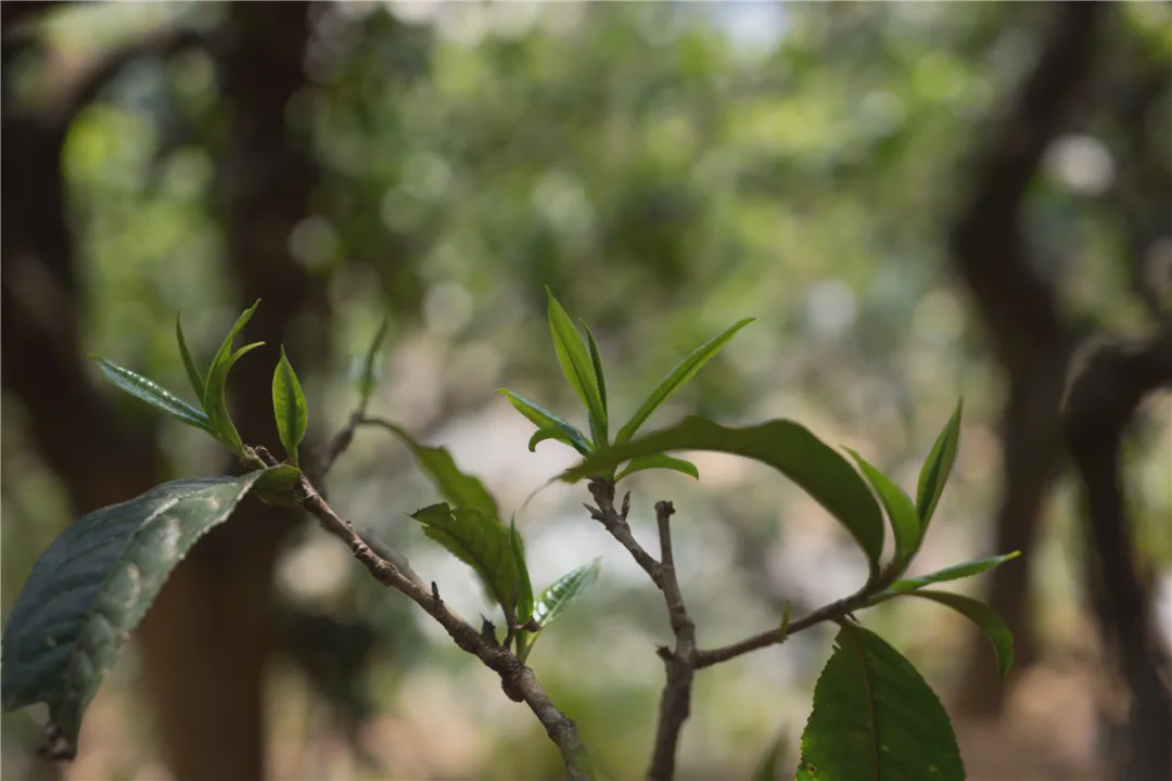 2023年壩糯古樹春茶品質(zhì)如何？