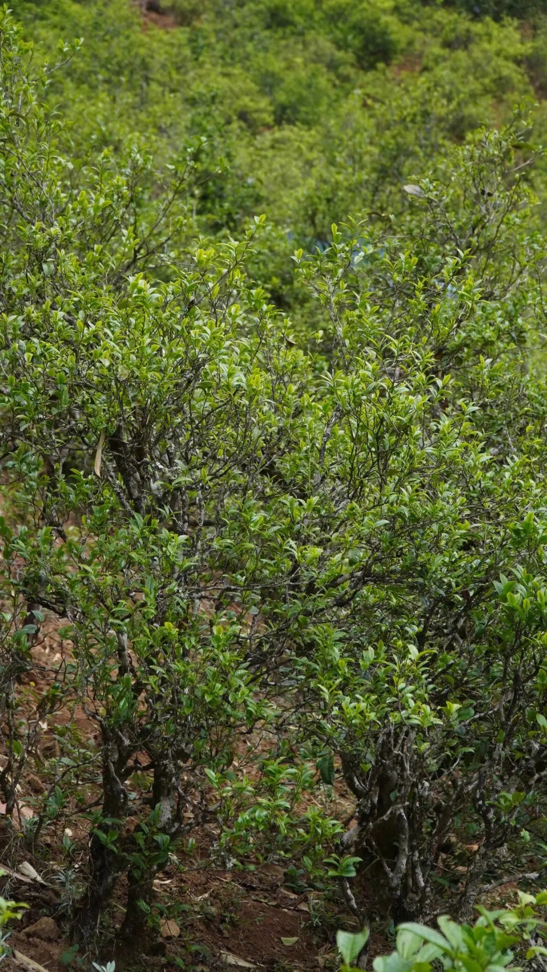 2023年壩糯古樹春茶特點是什么？