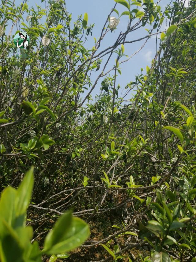 2023年壩糯古樹春茶價格是多少？