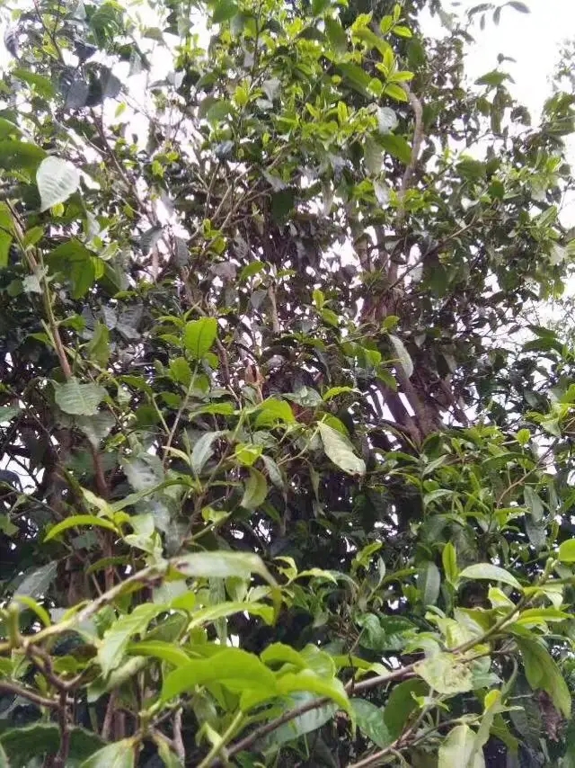 2023年那蕉古樹春茶口感怎么樣？