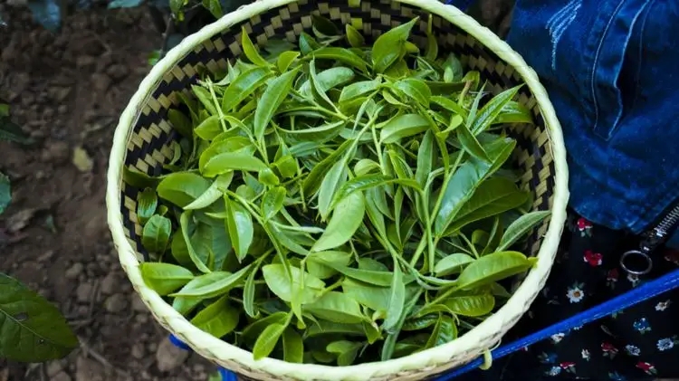 2023年那蕉古樹春茶特點是什么？