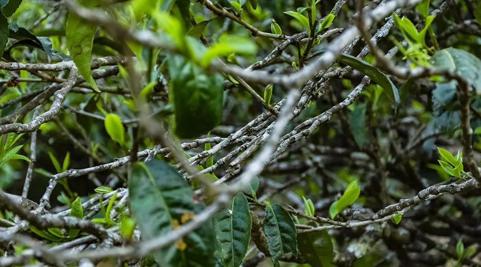 2023年那蕉古樹春茶多少一公斤？