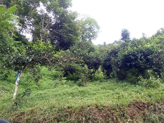 2023年南迫古樹(shù)春茶品質(zhì)怎么樣？