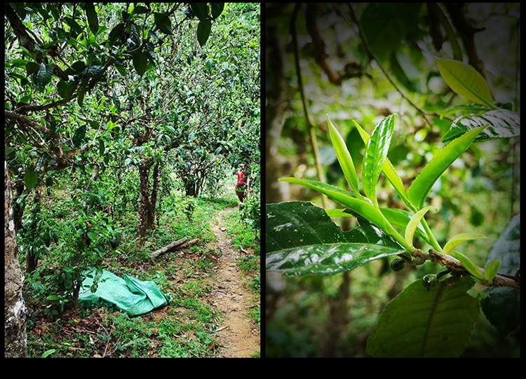 2023年南迫古樹(shù)春茶特點(diǎn)是什么？