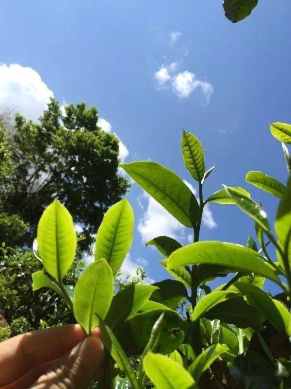 2023年南迫古樹(shù)春茶價(jià)格是多少？