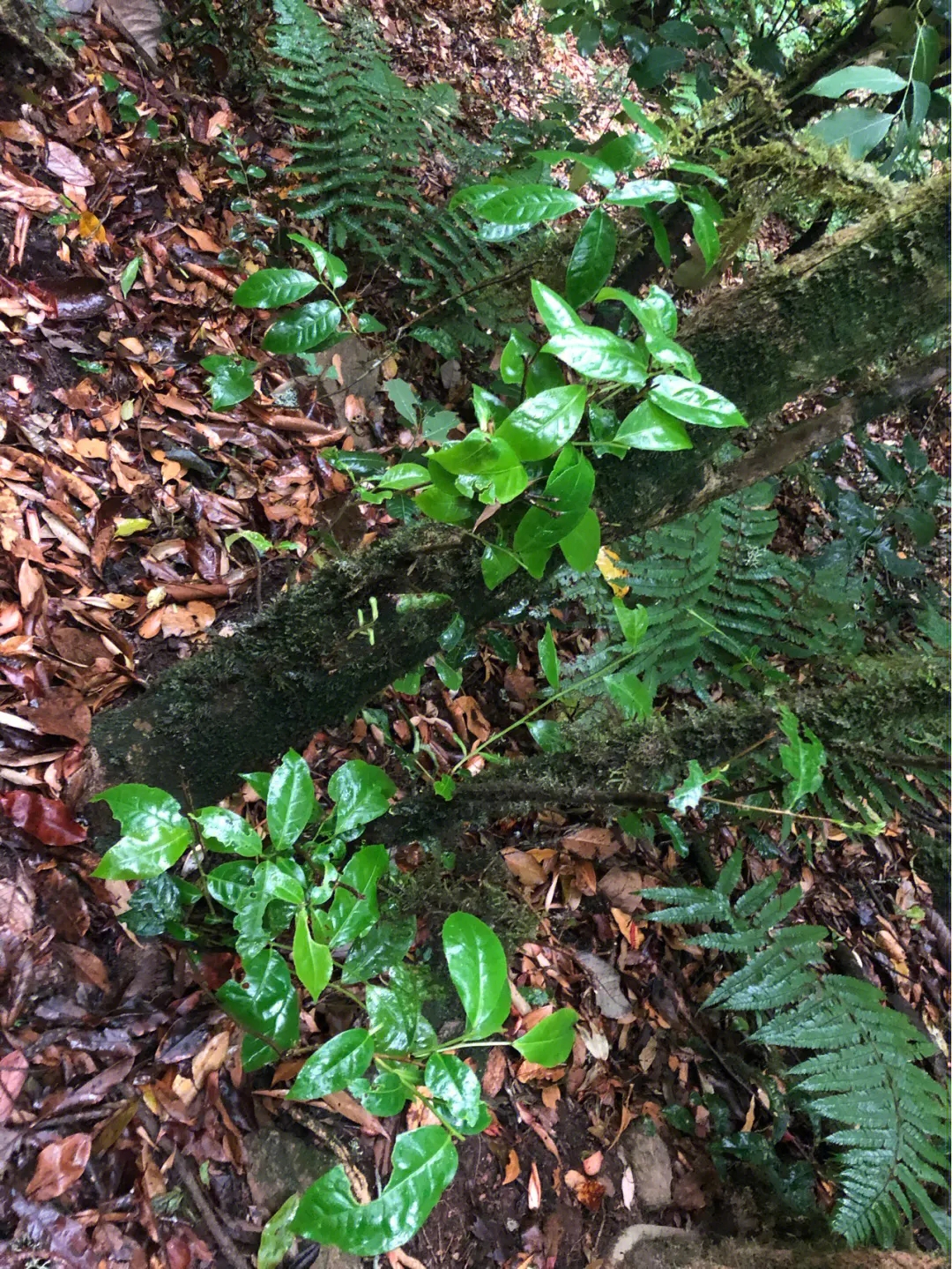 2023年南迫古樹春茶多少一公斤？