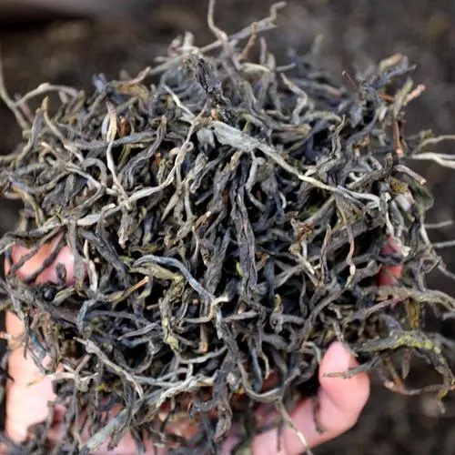 2023年地界古樹春茶品質(zhì)如何？