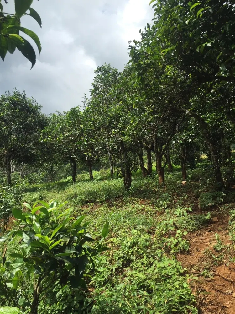 2023年地界古樹春茶特點是什么？