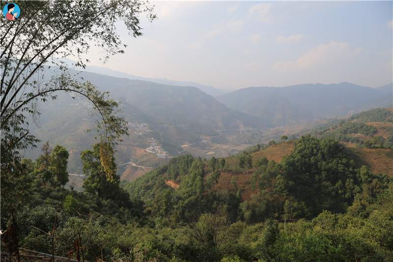 2023年壩歪古樹春茶品質(zhì)如何？