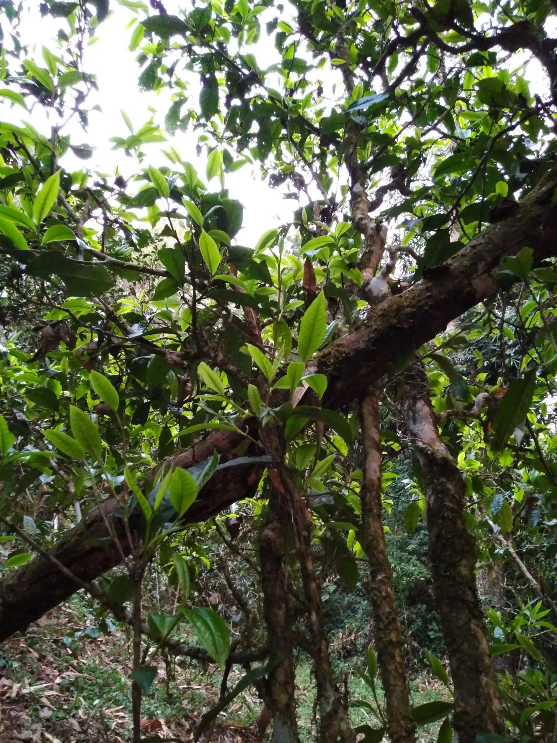 2023年糯伍古樹春茶品質(zhì)如何？