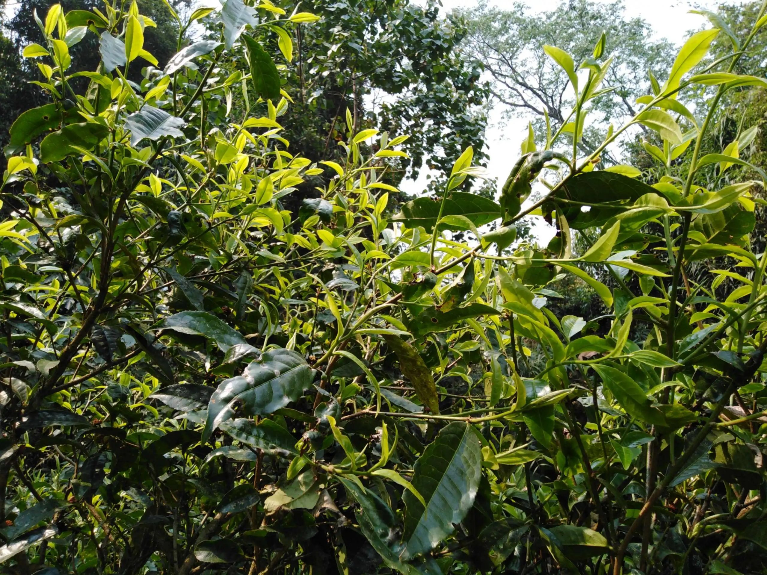 2023糯伍古樹春茶口感怎么樣？