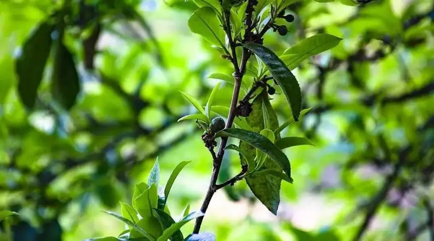 2023糯伍古樹春茶價格是多少？