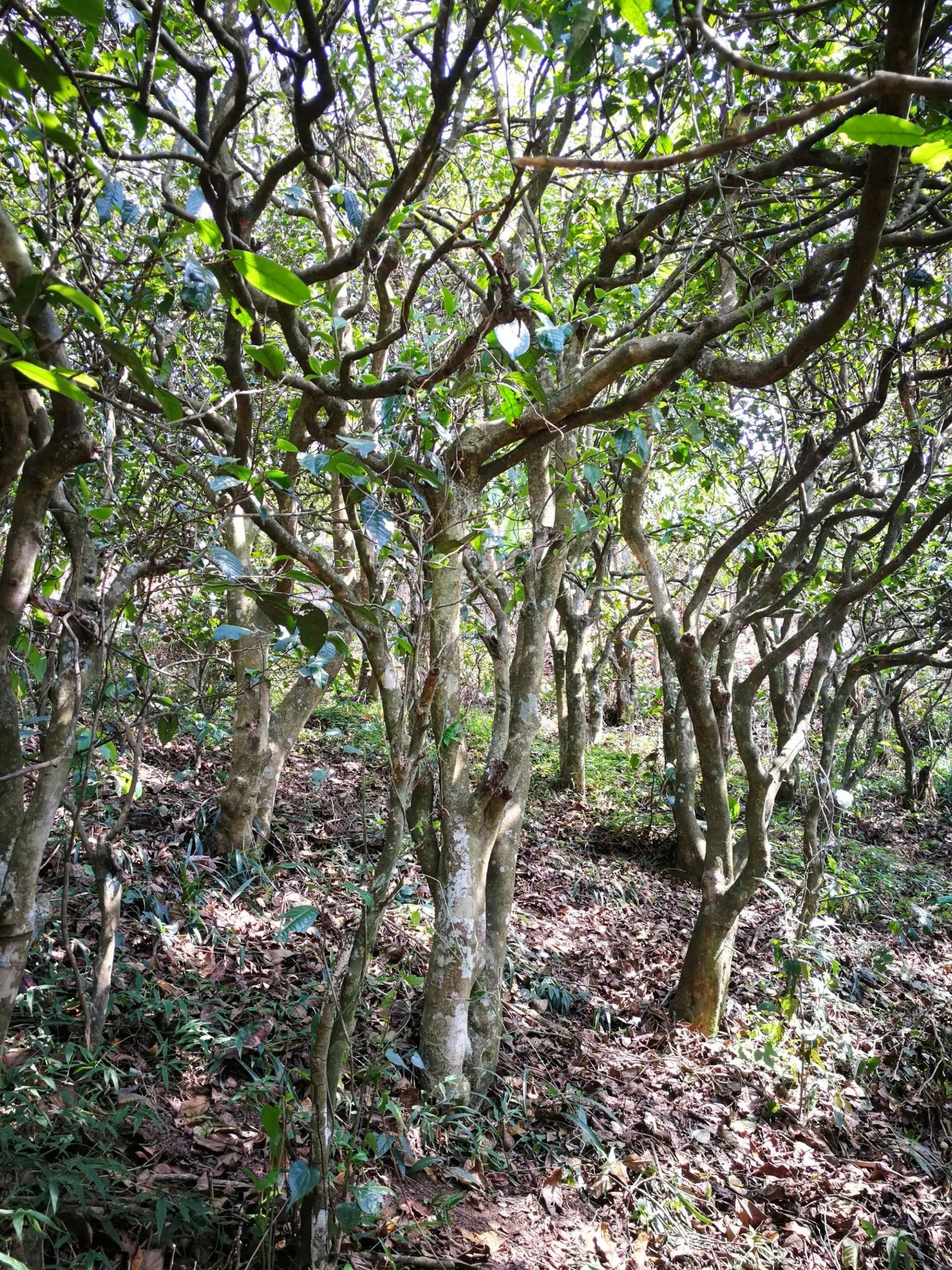 2023年糯伍古樹春茶多少一公斤？