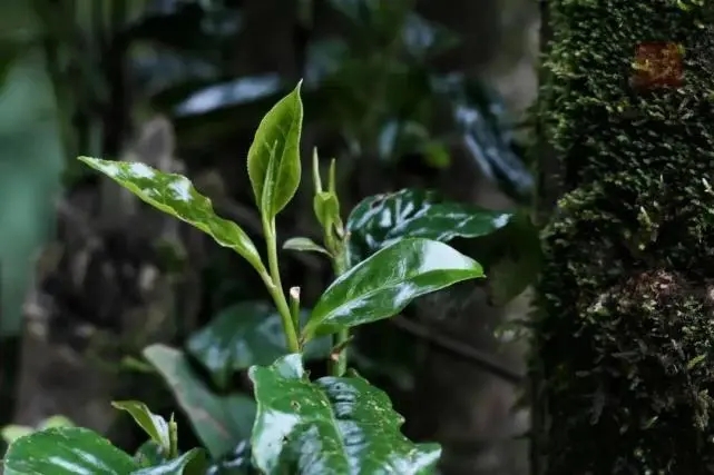 2023年薄荷塘古樹春茶品質(zhì)怎么樣？