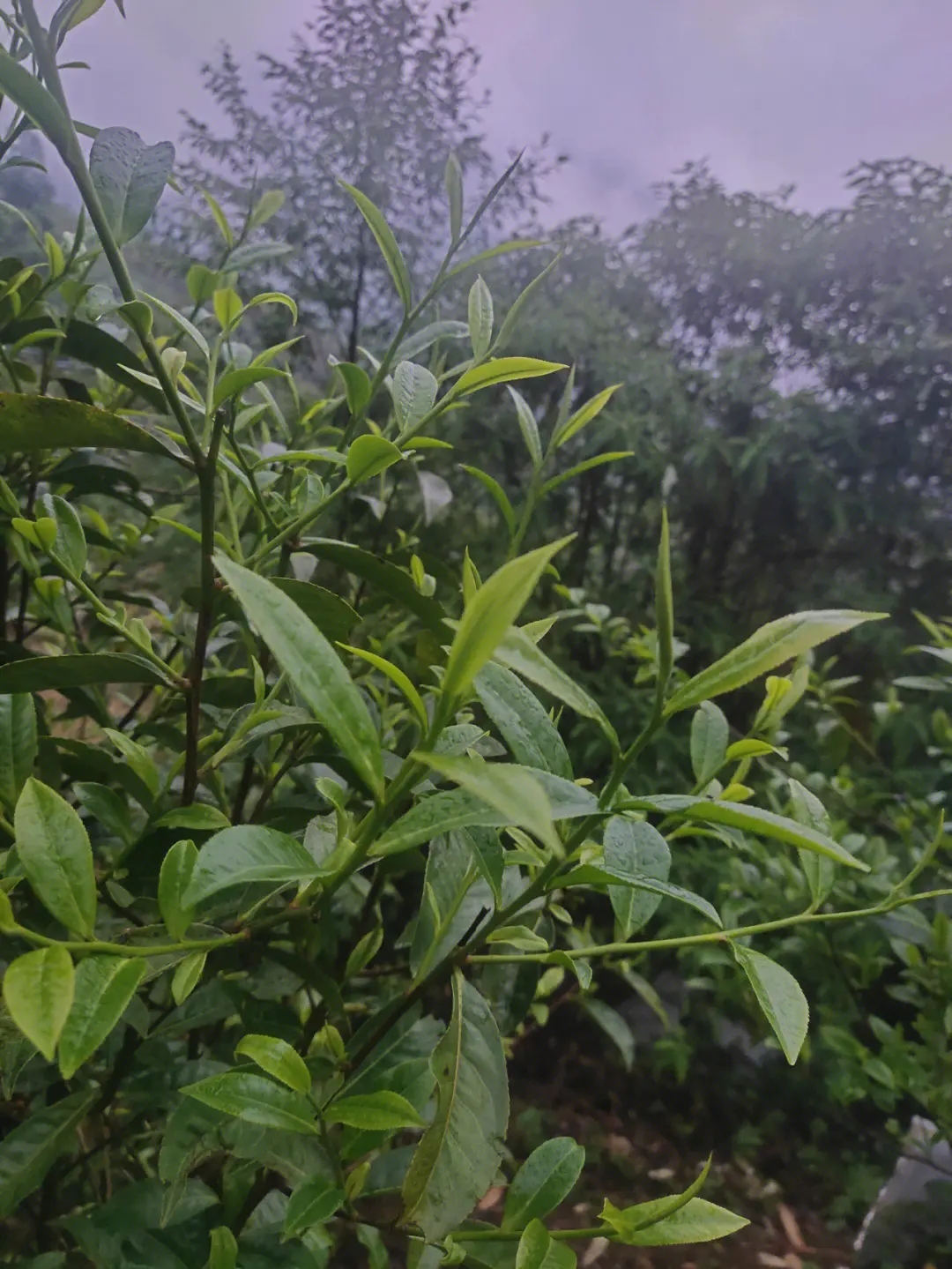 2023年薄荷塘古樹春茶特點？