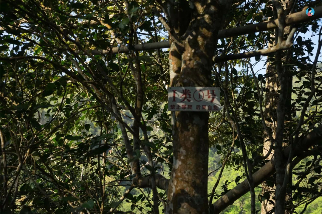 2023年薄荷塘古樹春茶價格是多少？