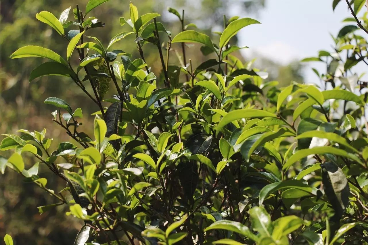 2023年彎弓古樹春茶品質(zhì)如何？