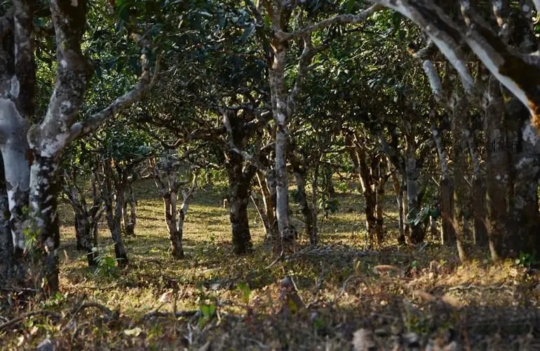 2023年彎弓古樹春茶特點是什么？