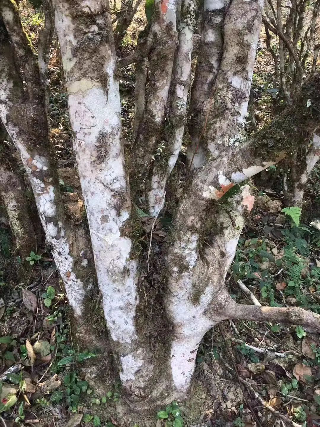 2023年彎弓古樹春茶口感如何？