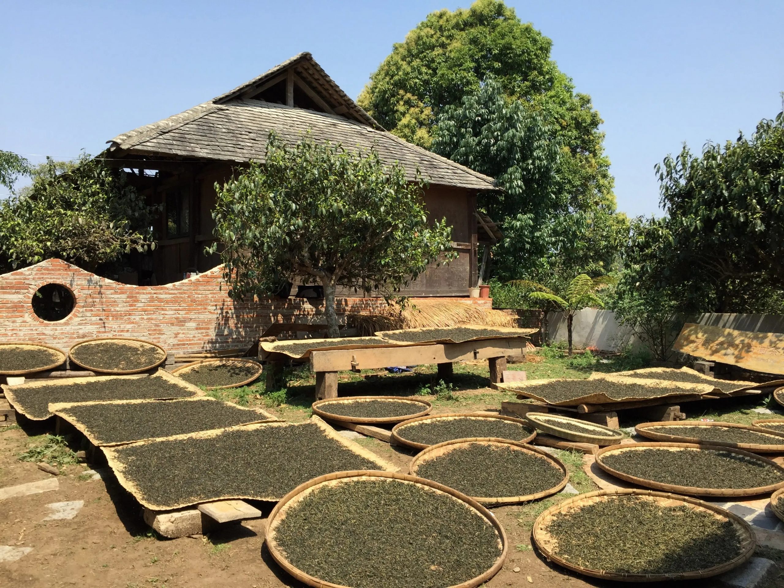 2023年彎弓古樹春茶多少一公斤？