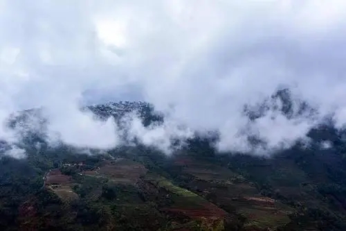 2023年勐庫大忠山古樹春茶口感如何？