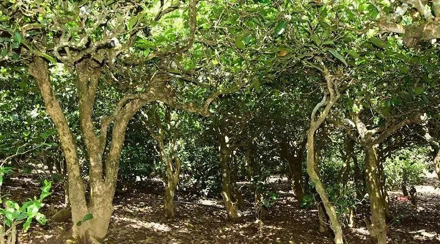 2023年勐庫大忠山古樹春茶多少錢一公斤？