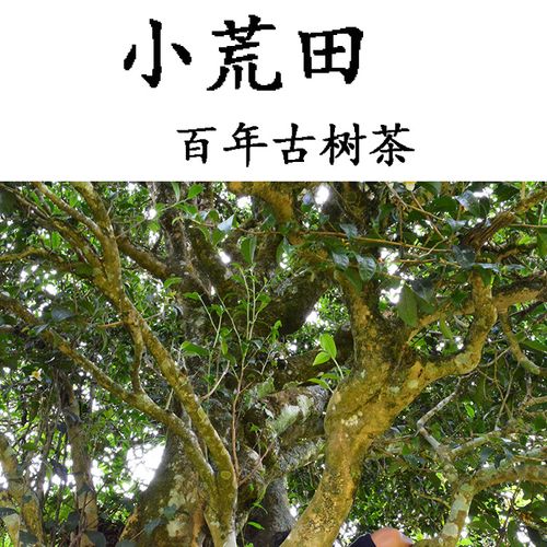 2023年勐庫小荒田古樹春茶特點(diǎn)？