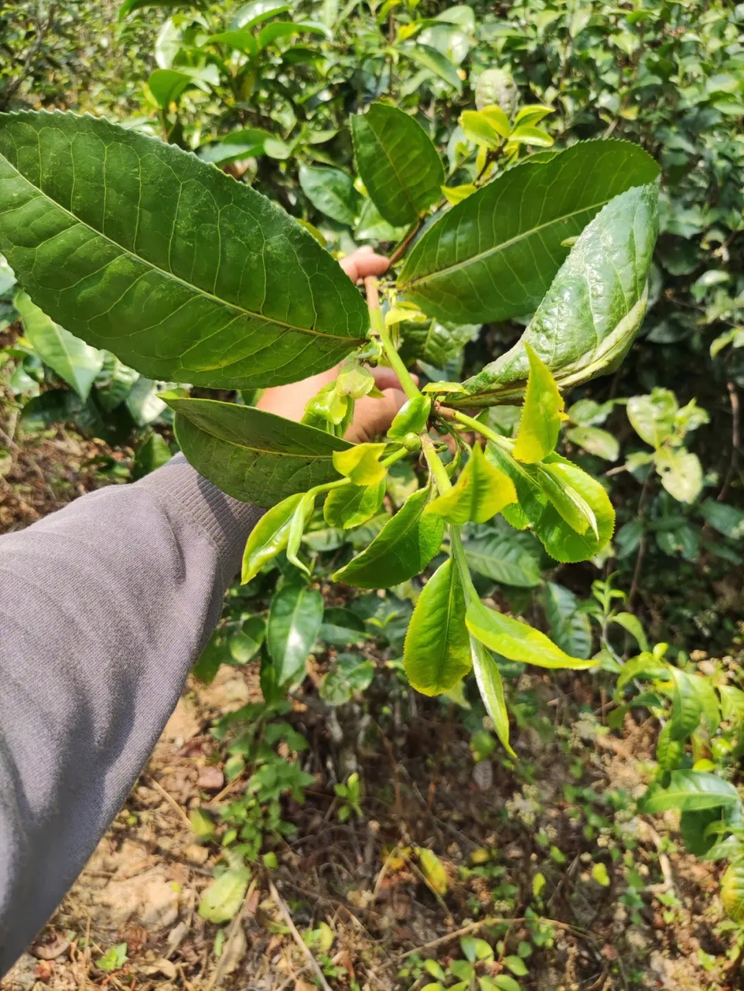 2023年勐庫小荒田古樹春茶品質如何？