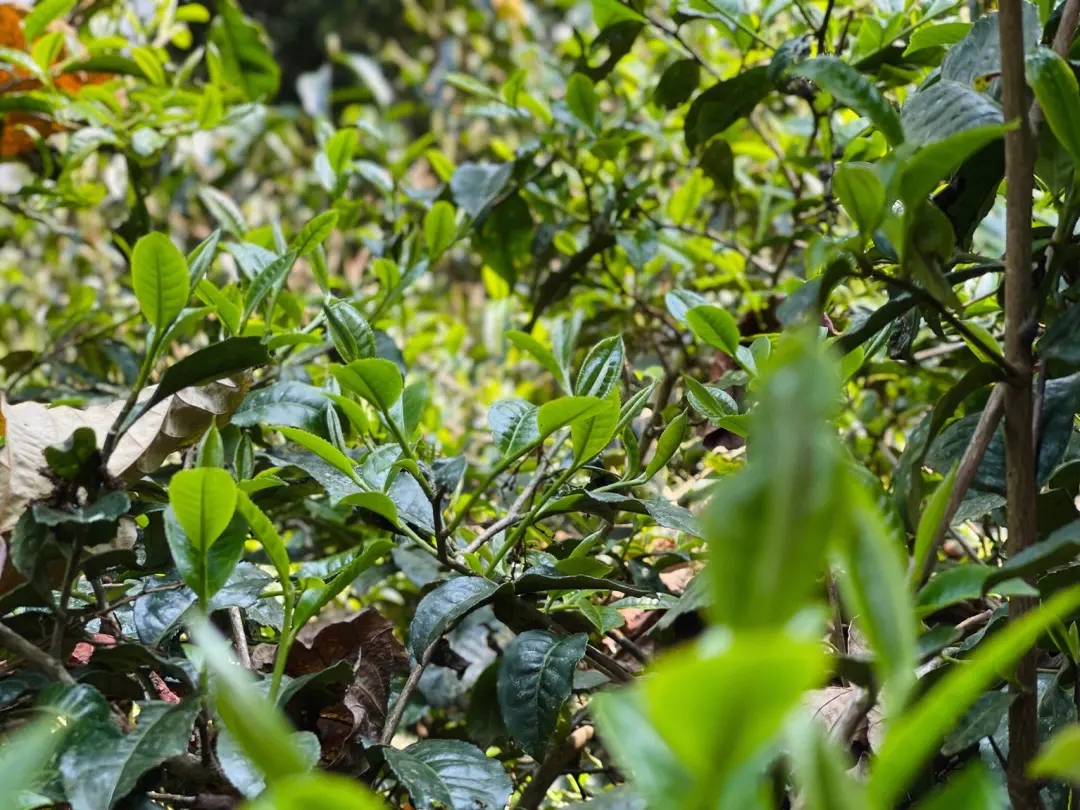 2023年勐庫那蕉古樹春茶多少一公斤？