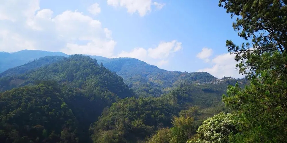 2023年勐庫豆腐寨古樹春茶品質(zhì)如何？