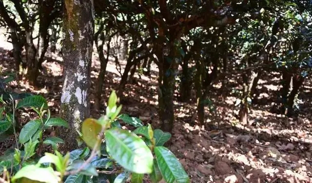 2023年勐庫豆腐寨古樹春茶價格是多少？