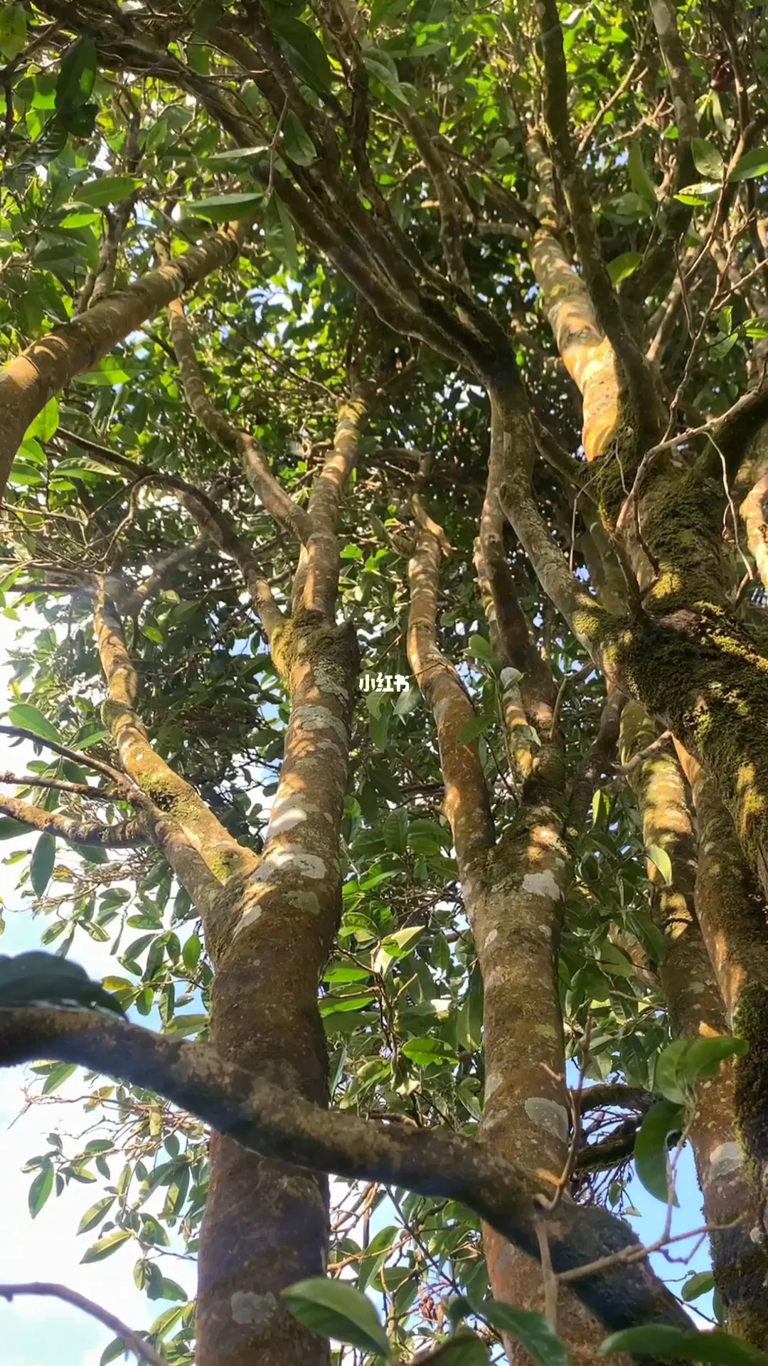 2023年勐庫河邊寨古樹春茶品質(zhì)如何？