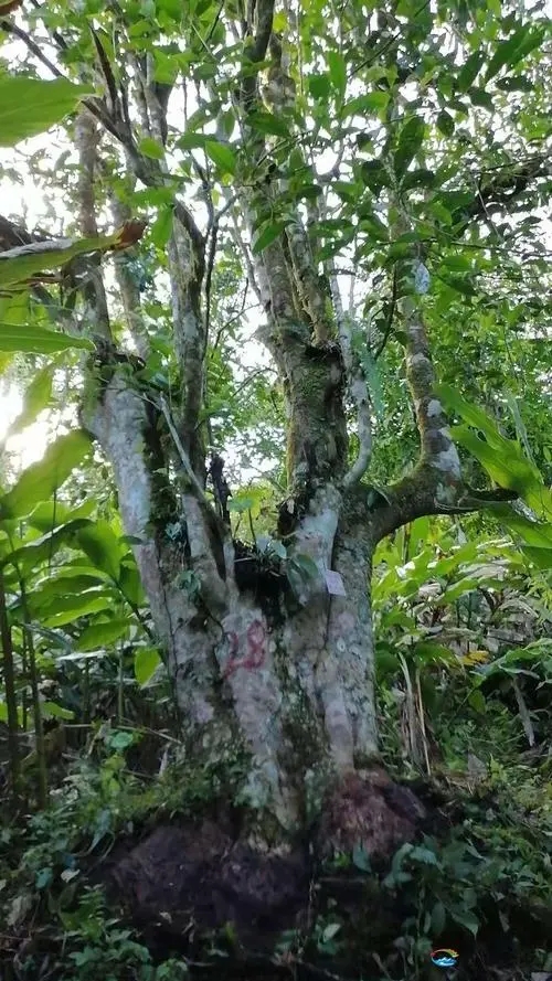 2023年麻栗坡古樹春茶品質(zhì)如何？