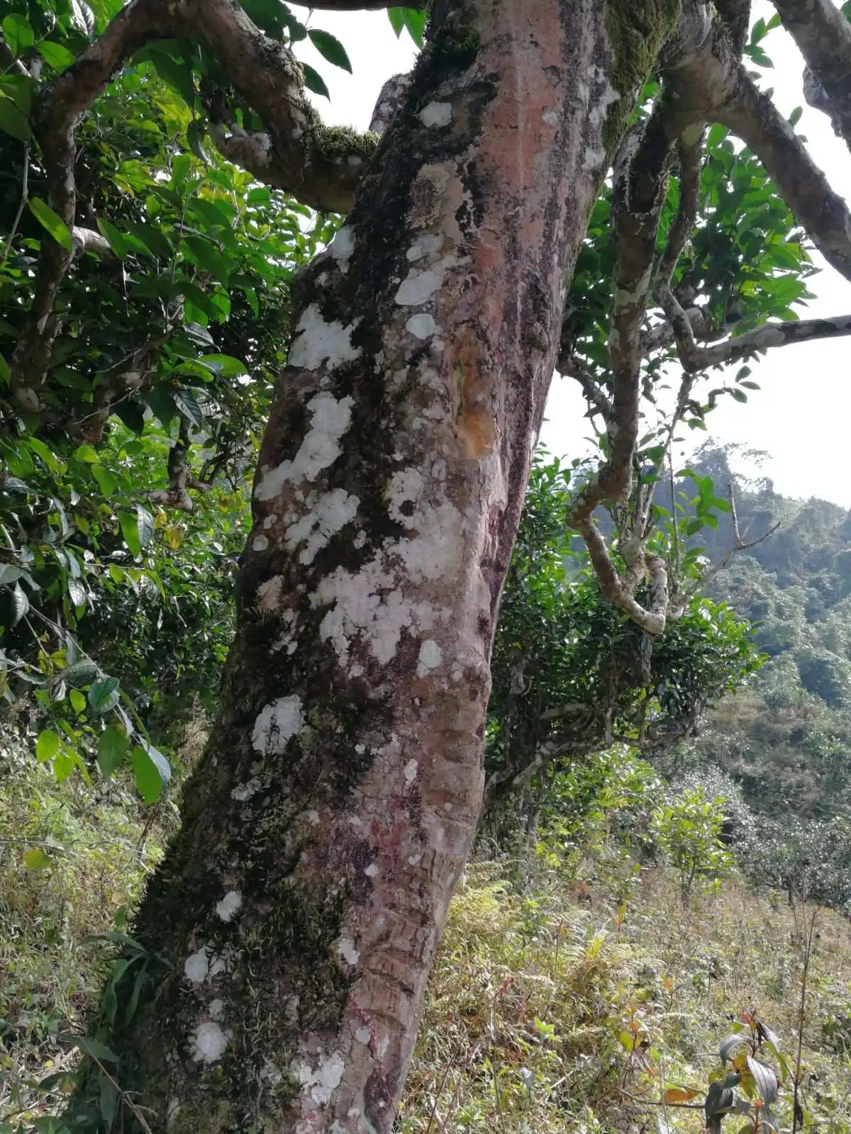 2023年麻栗坡古樹春茶特點是什么？