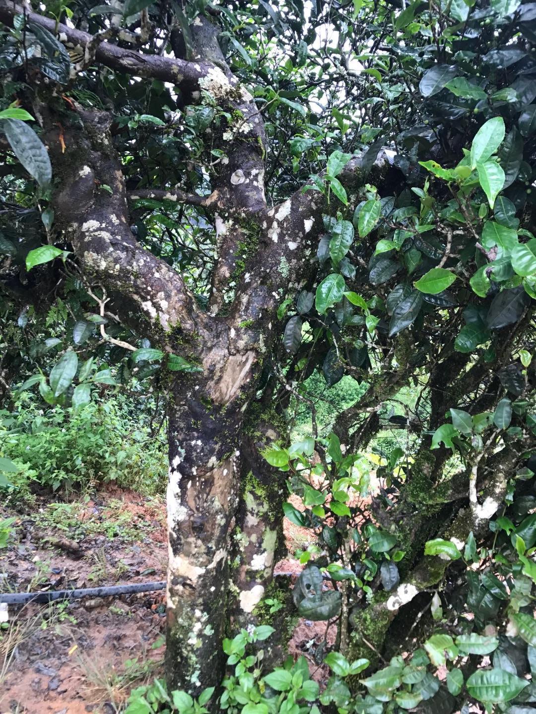 2023年麻栗坡古樹春茶價格是多少？