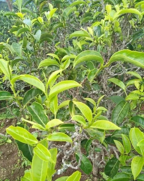 2023年鍋底塘古樹春茶口感如何？