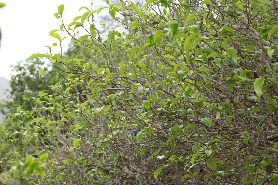 2023年鍋底塘古樹春茶價格多少？