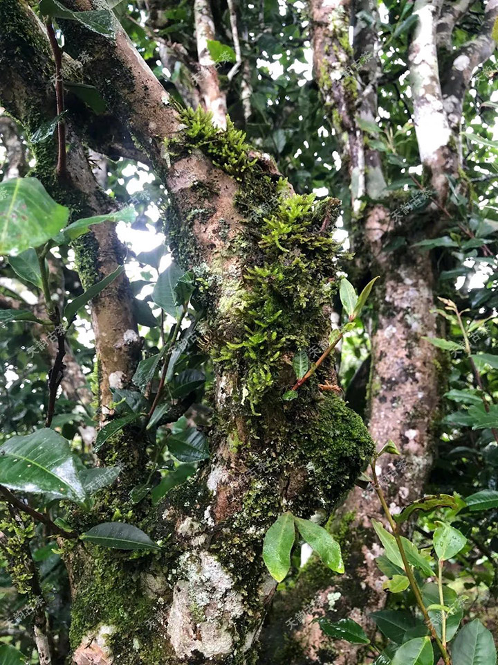 2023年永德大雪山古樹春茶品質(zhì)如何？