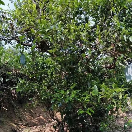 2023年永德大雪山古樹春茶口感怎么樣？