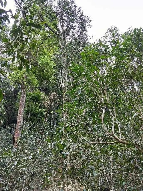 2023年多依樹古樹春茶品質(zhì)如何？